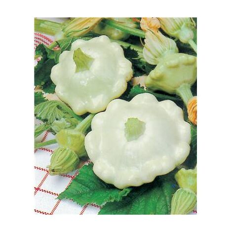 PATISSON CUSTARD WHITE - 5 G - GRAINES DE LEGUMES