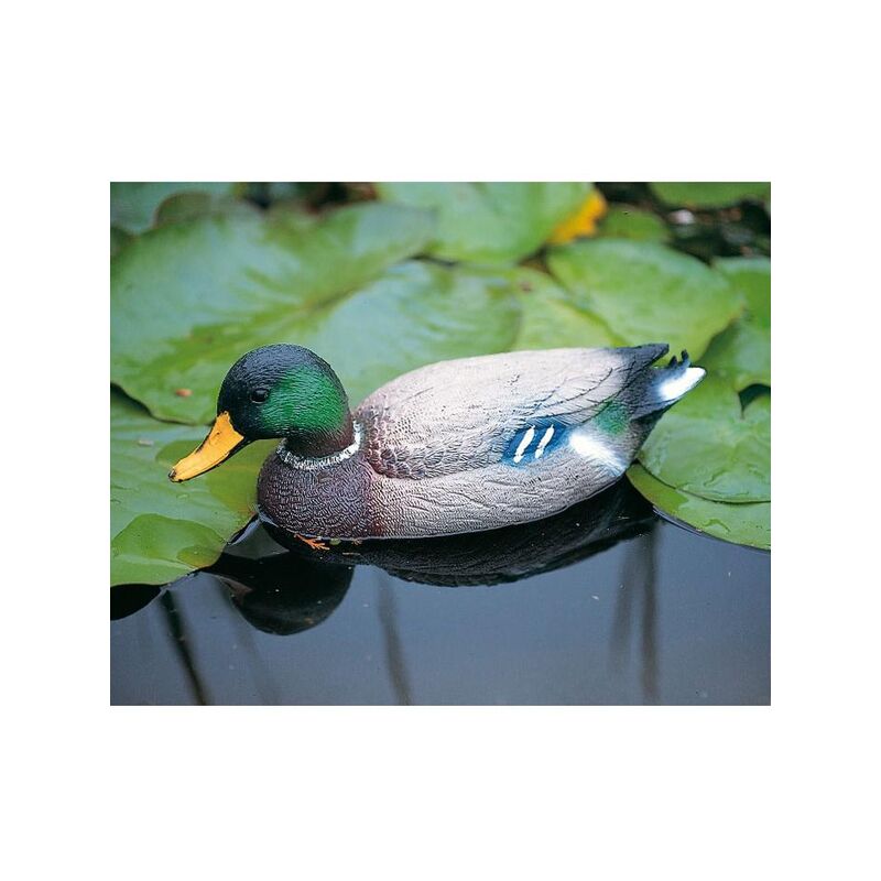 

Pato salvaje macho
