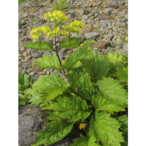 Patrinia gibbosa Godet de 8/9 cm