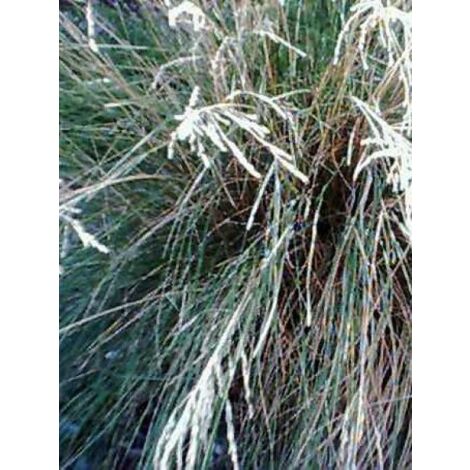 Pâturin labillardieri Godet de 8/9 cm