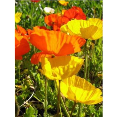 Pavot d'Islande 'Gartenzwerg' Godet de 8/9 cm