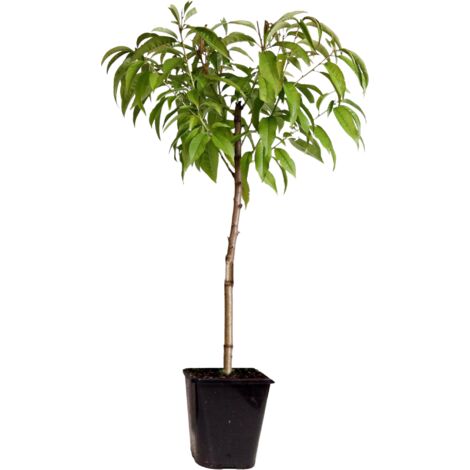 Pêcher de vigne - pot ⌀15cm - H.60-70cm (hauteur pot incluse)