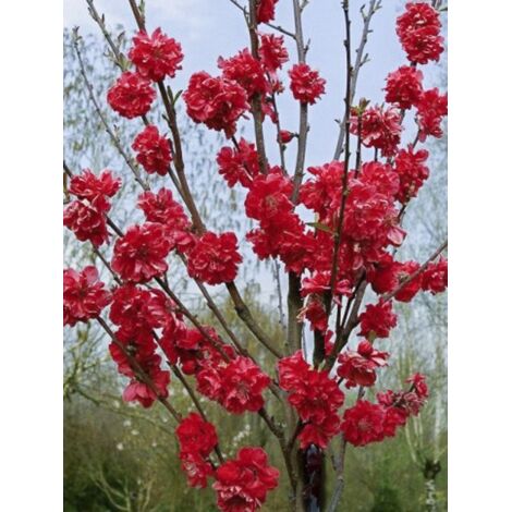 Pêcher d'ornement 'Taoflora Red' Pot de 7,5L/10L, Baliveau