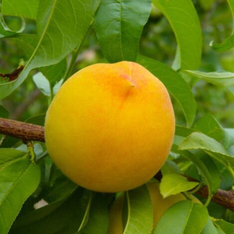 Pêcher persica 'Pêche de Vigne Jaune' (Prunus persica 'Pêche de Vigne Jaune')