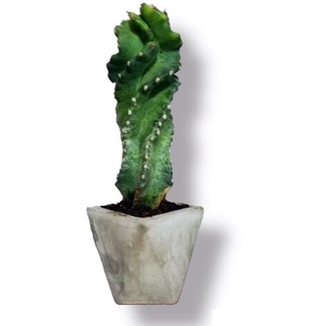 Peke Cereus Spiralis. Planta Cactus en forma de espiral.