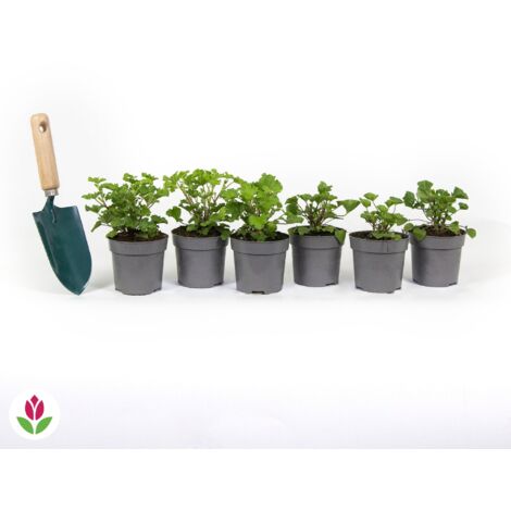 Pelargonium odorant Mosquitaway Lizzy et Eva en mélange - Les 6 pots de 10,5 cm. Hauteur livrée 17-22 cm - Willemse