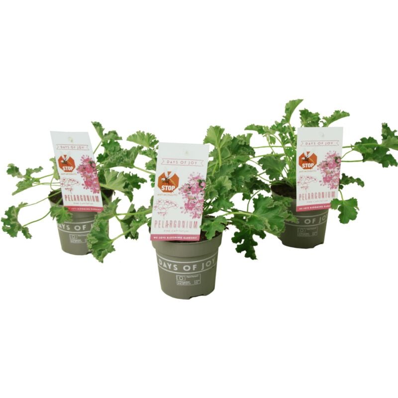 Plant In A Box - Pelargonium 'plante anti-moustique' - Lot de 3 - rose - ⌀10 cm - hauteur 15-25cm - Rose