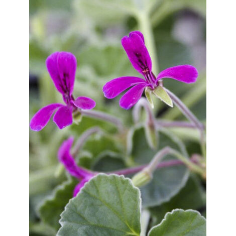 Pelargonium reniforme Godet de 8/9 cm