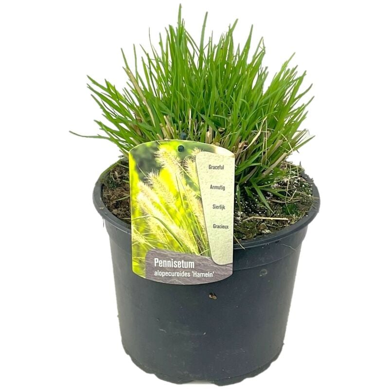 Plant In A Box - Pennisetum 'Hameln' Herbe ornementale - Pot 23cm - Hauteur 20-30cm - Brun