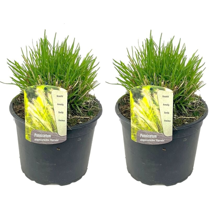 Plant In A Box - Pennisetum 'Hameln' Herbe ornementale - Set de 2 - Pot 23cm - Hauteur 20-30cm - Brun