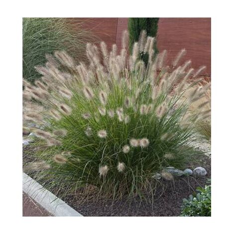 PENNISETUM ALOPECUROIDES JAPONICUM - LOT DE 3 GODETS