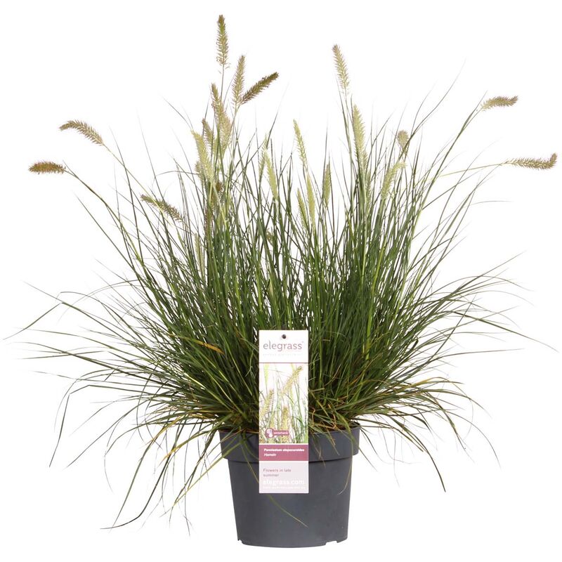 Bloomique - Pennisetum 'Hameln' – Herbe nettoyante pour lampe – Graminée ornementale – Facile d'entretien - ⌀ 19 cm - ↕35-45 cm - Green