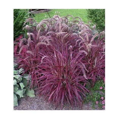 FABRE GRAINES PENNISETUM SETACEUM RUBRUM - 3 GODETS - PLANTE
