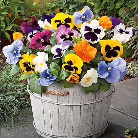PENSEE GEANTE - 0.25 G - GRAINES DE FLEURS