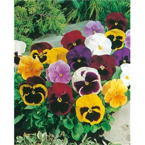 PENSEE TRIMARDEAU GEANTE - 1 G - GRAINES DE FLEURS