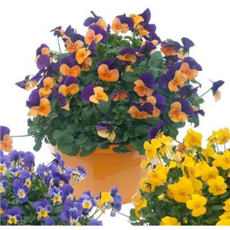 PENSEE VIOLA CORNUTA - 0.3 G - GRAINES DE FLEURS