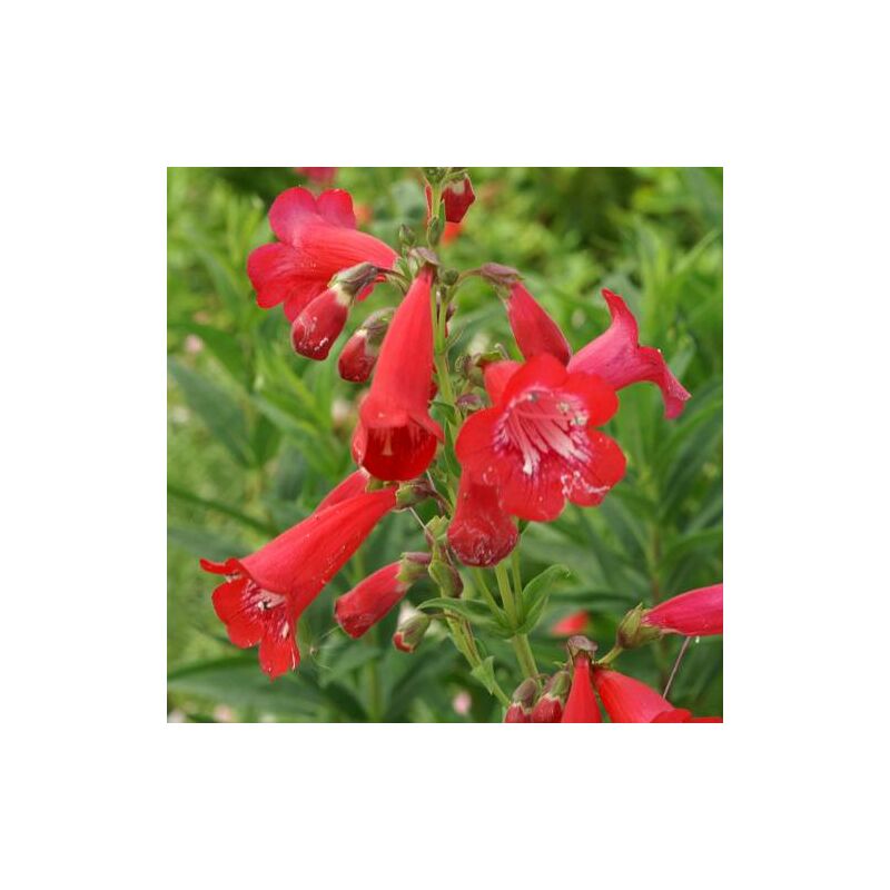 Penstemon Chester Scarlet | Conditionnement: Lot de 5 godets