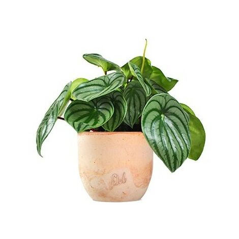 MEDITERRANEO GARDEN Peperomia Watermelon