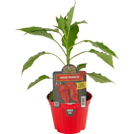 Peperoncino piccante naga morich Orto mio