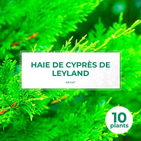 Pépinières Naudet – Lot de 10 cyprès de Leyland (Cupressocyparis Leylandii) – Haie persistante rapide – Hauteur à maturité 5m – Résistance jusqu'à -15°C