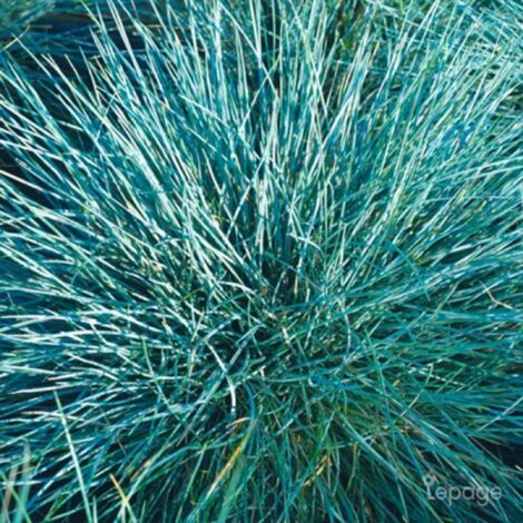 Pépinières Naudet – Lot de 3 fétuques bleues – Festuca glauca 'Azurit' – Plante persistante pour balcon – Rusticité jusqu'à -10°C