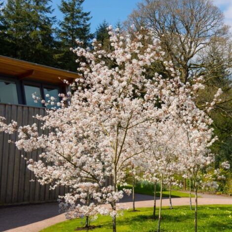 Pépinières Naudet – Amélanchier du Canada – Arbuste à floraison blanche – Hauteur à maturité 5 m – Exposition ensoleillée – Idéal pour haies
