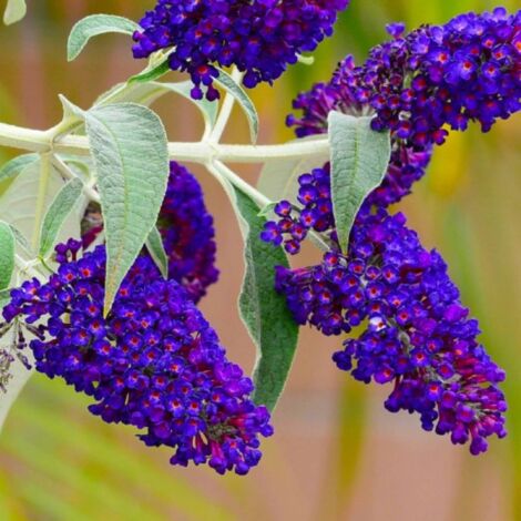 Pépinières Naudet – Arbre aux papillons 'Black Knight' – Arbuste rustique 3-4m – Floraison violette de juillet à octobre – Exposition ensoleillée