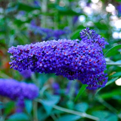 Pépinières Naudet – Arbre aux papillons 'Nanho Blue' – Arbuste buissonnant 15-40 cm – Fleurs violettes parfumées – Exposition soleil – Rusticité -12°C à -18°C