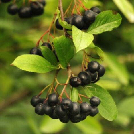 Pépinières Naudet – Aronie à gros fruits 'Nero' – Arbuste caduque 1 à 2 mètres – Fleurs noires en été – Coloration automnale éclatante