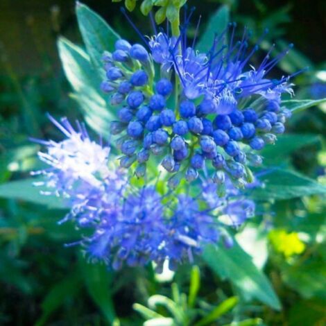 Pépinières Naudet – Barbe-bleue 'Grand Bue' – Arbuste compact érigé – Fleurs bleues en automne – Hauteur à maturité 1 à 2 m – Exposition soleil