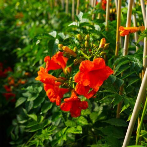 Pépinières Naudet – Bignone 'Madame Galen' – Plante grimpante à floraison rouge/orangée – Rusticité jusqu'à -10°C – Parfaite pour habillage de mur