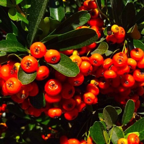 Pépinières Naudet – Buisson ardent 'Orange Glow' – Arbuste à feuillage persistant – Baies rouge-orangé en automne – Hauteur à maturité 1,5m – Rustique et résistant