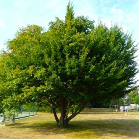 Pépinières Naudet – Charme commun arbre feuillu caduc – Feuillage vert tendre au printemps – Hauteur à maturité 10-15m – Adapté pour haies et plantations isolées