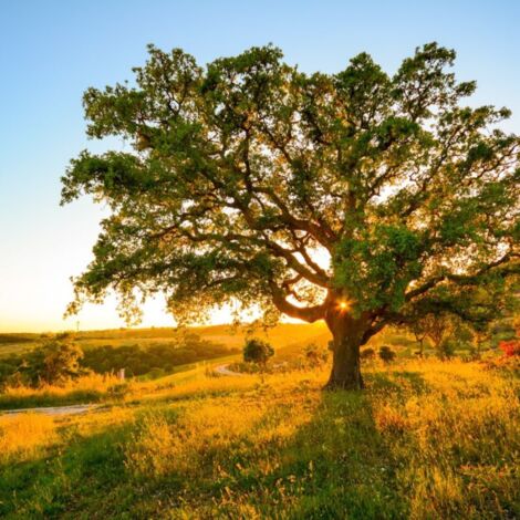 Pépinières Naudet – Chêne liège – Arbre à feuillage persistant – Résistant à la sécheresse et aux sols pauvres – Écorce unique pour production de liège