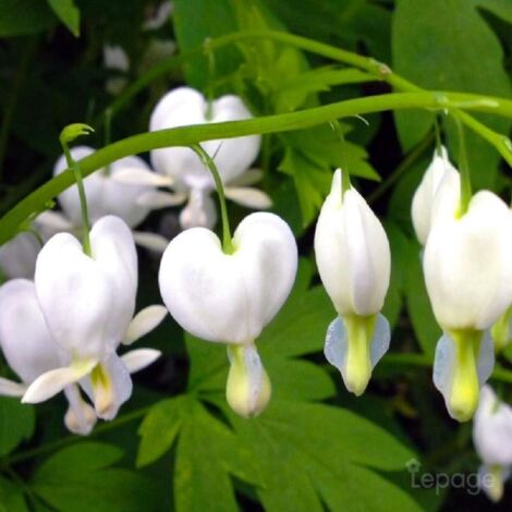 Pépinières Naudet – Coeur de marie blanche (Dicentra Spectabilis 'Alba') – Plante vivace rustique – Fleurs blanches en forme de cœur – Période de plantation toute l'année