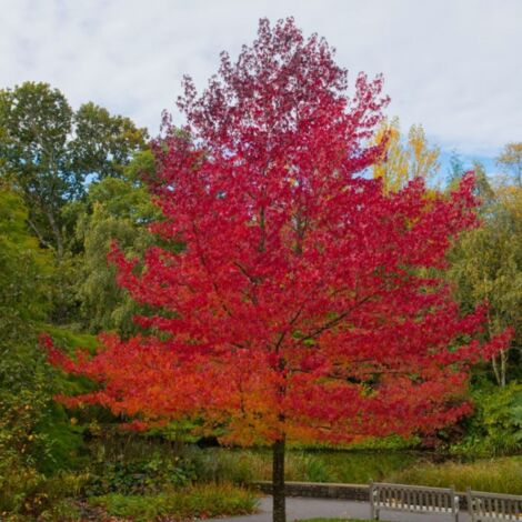 Pépinières Naudet – Copalme d'Amérique – Arbre caduc 15-40 cm – Feuillage vert brillant – Croissance rapide – Pour jardins forestiers mi-ombragés