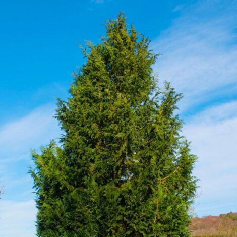 Pépinières Naudet – Cyprès de Lawson 'Columnaris' – Conifère colonnaire 20/40cm – Feuillage persistant bleu-vert – Résistant aux vents et sols variés