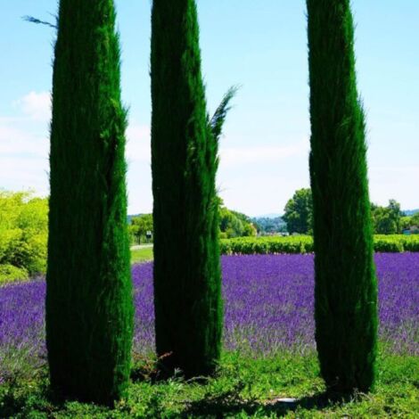 Pépinières Naudet – Cyprès de Provence 'Totem' – Arbre colonnaire avec feuillage dense et persistant – Résistant à la sécheresse – Faible entretien