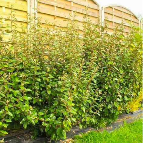 Pépinières Naudet – Elaeagnus ebbingei – Arbre persistant à feuillage argenté – Hauteur à maturité 3-5m – Floraison blanche en automne – Baies rouges-oranges