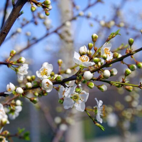 Pépinières Naudet – Epine noire prunellier (Prunus Spinosa) – Arbre à feuillage épineux – Hauteur à maturité 3m – Fleurs blanches en mars – Croissance lente