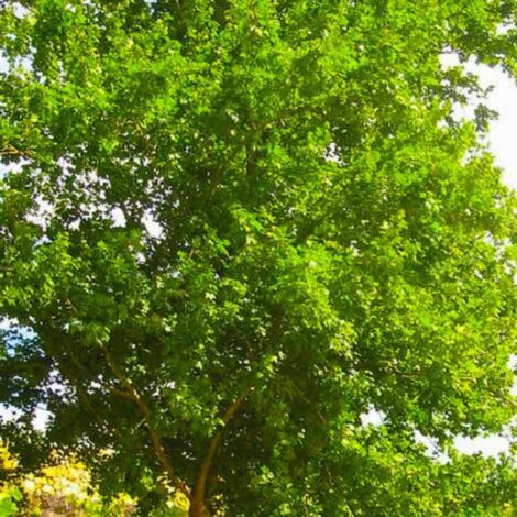 Pépinières Naudet – Érable champêtre arbre ornemental – Feuillage dense vert lumineux – Hauteur à maturité 10m – Rustique et tolérant aux sols pauvres