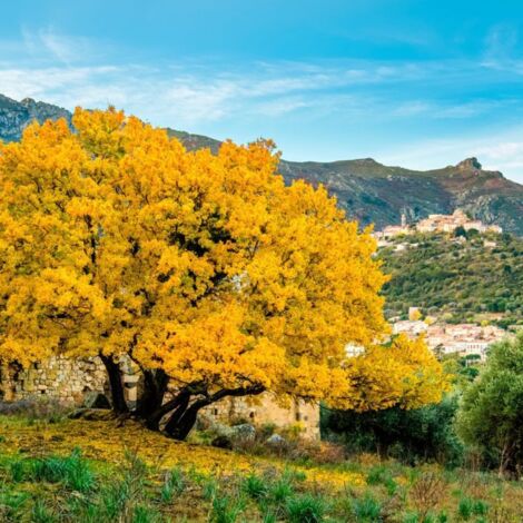 Pépinières Naudet – Érable de Montpellier – Arbre méditerranéen à feuillage dense vert brillant – Résistant à la sécheresse – Adapté aux sols calcaires