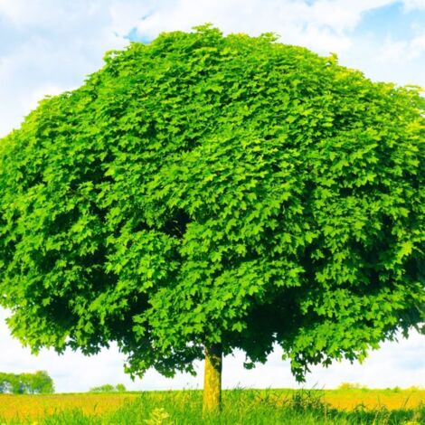 Pépinières Naudet – Érable plane (Acer platanoides) – Feuillage dense et verdoyant – Hauteur à maturité 15-20m – Adapté à sols calcaires