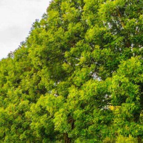Pépinières Naudet – Frêne à feuilles étroites (Fraxinus excelsior) – Arbre feuillu majestueux – Croissance rapide – Apport écologique pour biodiversité