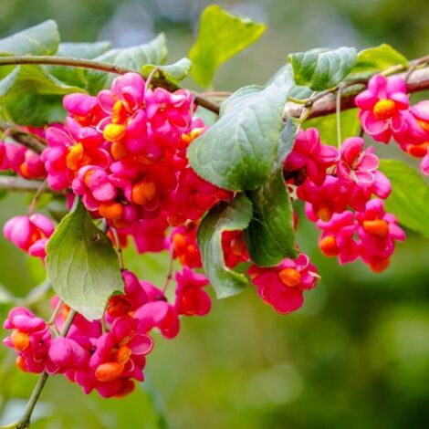 Pépinières Naudet – Fusain d'Europe – Arbuste caduc 3-5m – Fleurs roses en printemps – Excellente rusticité jusqu'à -15°C – Capsules décoratives rouges