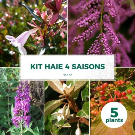 Pépinières Naudet – Haie 4 saisons – Lot de 5 arbustes – Hauteur à maturité 2-3m – Rusticité jusqu'à -15°C – Feuillage persistant et floraison colorée