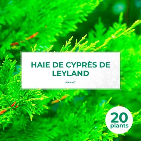 Pépinières Naudet – Haie de cyprès de Leyland – Lot de 20 arbustes – Hauteur à maturité 5m – Feuillage persistant – Résistance jusqu'à -15°C