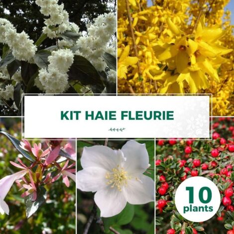 Pépinières Naudet – Kit de haie fleurie – 10 arbustes caducs – Couleurs variées – Pour jardins de taille moyenne – Résistance jusqu'à -15°C