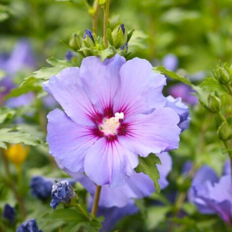 Pépinières Naudet – Hibiscus syriacus arbuste fleuri violet – Hauteur à maturité 1 à 2 m – Exposition mi-ombre – Rusticité -18°C à -23°C