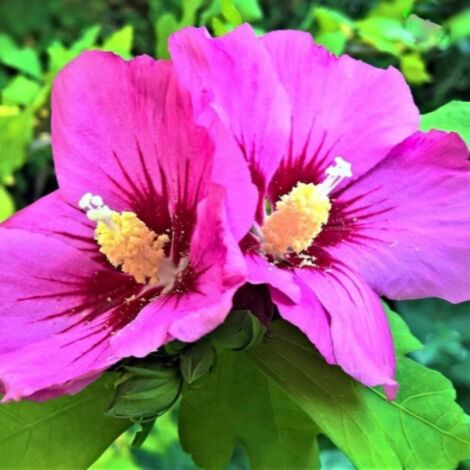 Pépinières Naudet – Hibiscus syriacus 'Woodbridge' – Arbuste caduc 2m à 3m – Fleurs roses en été – Résistant jusqu'à -15°C – Exposition soleil ou ombre